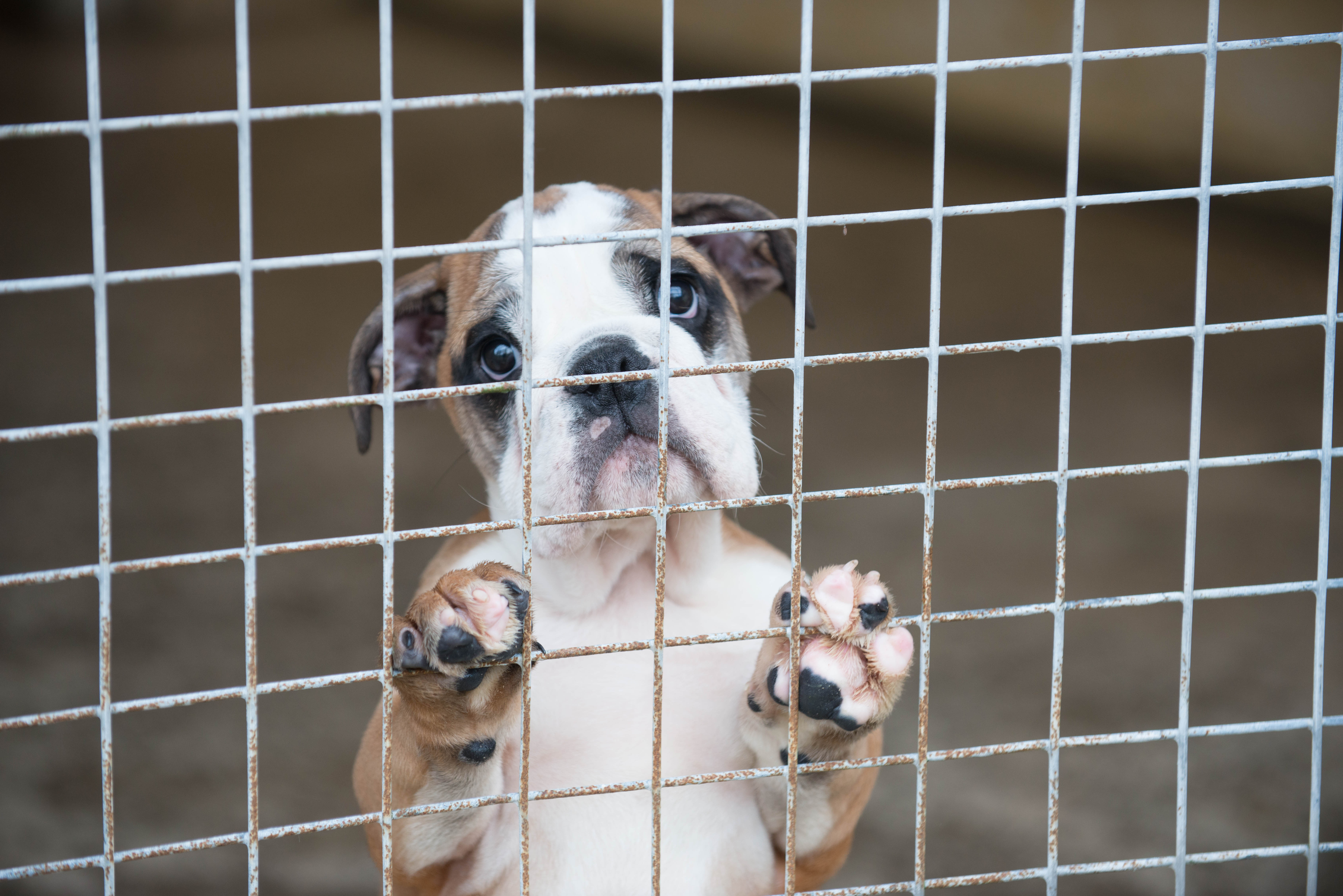 European Commission Asked to Draw Up Action Plan to End Illegal Pet Trade