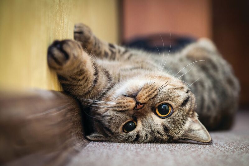 The Welfare and Traceability of Dogs and Cats