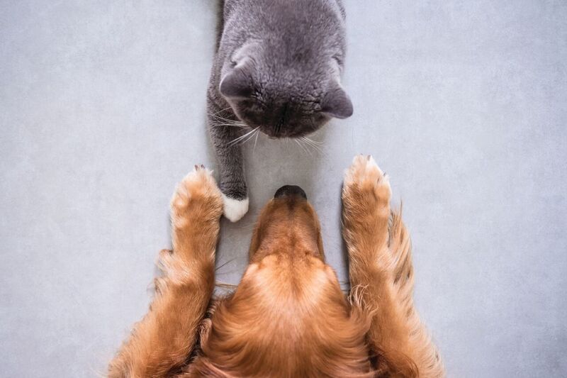 Dog and Cat Breeding